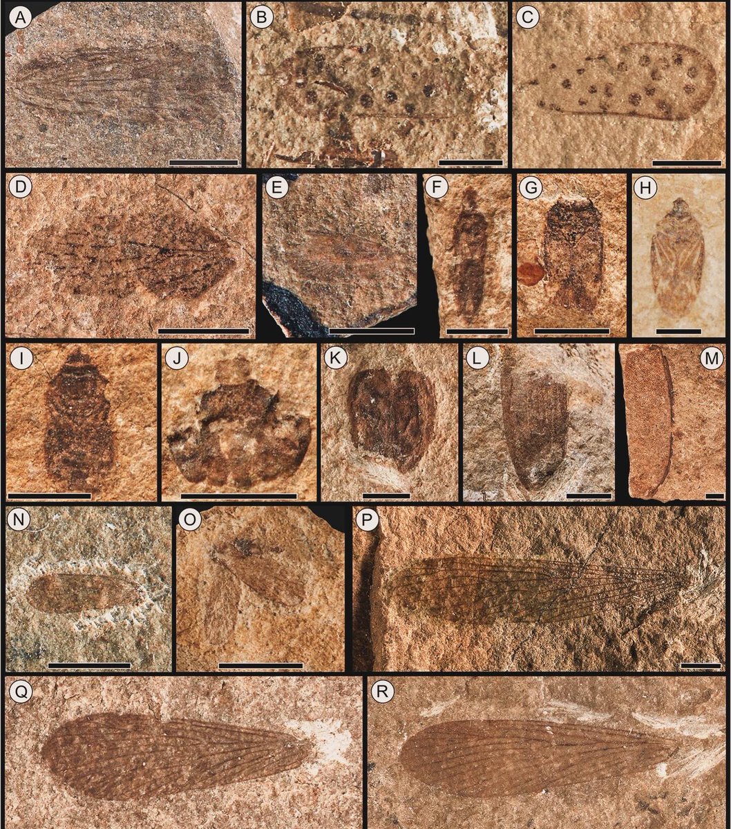 🚨New paper alert!🚨 

Our huge paper on the Toarcian (Early Jurassic) fossil insect assemblage from Alderton Hill, Gloucestershire has just been published! 🪲

So pleased to finally see this one out - Open Access and available to read now: 

journals.plos.org/plosone/articl…