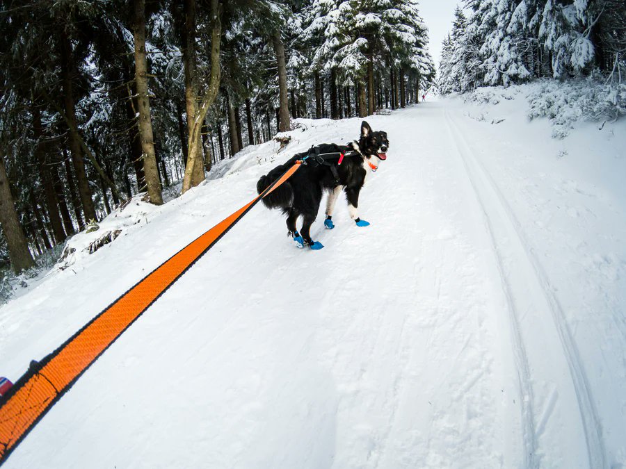 The Non-stop dogwear Bungee leash is developed for running, biking and skiing with dogs. The entire leash is elastic. The Bungee leash is available in two lengths, 2 meters (78,7 inches) and 2,8 meters (110,2 inches). 

purrfectlyyappy.com/products/non-s…