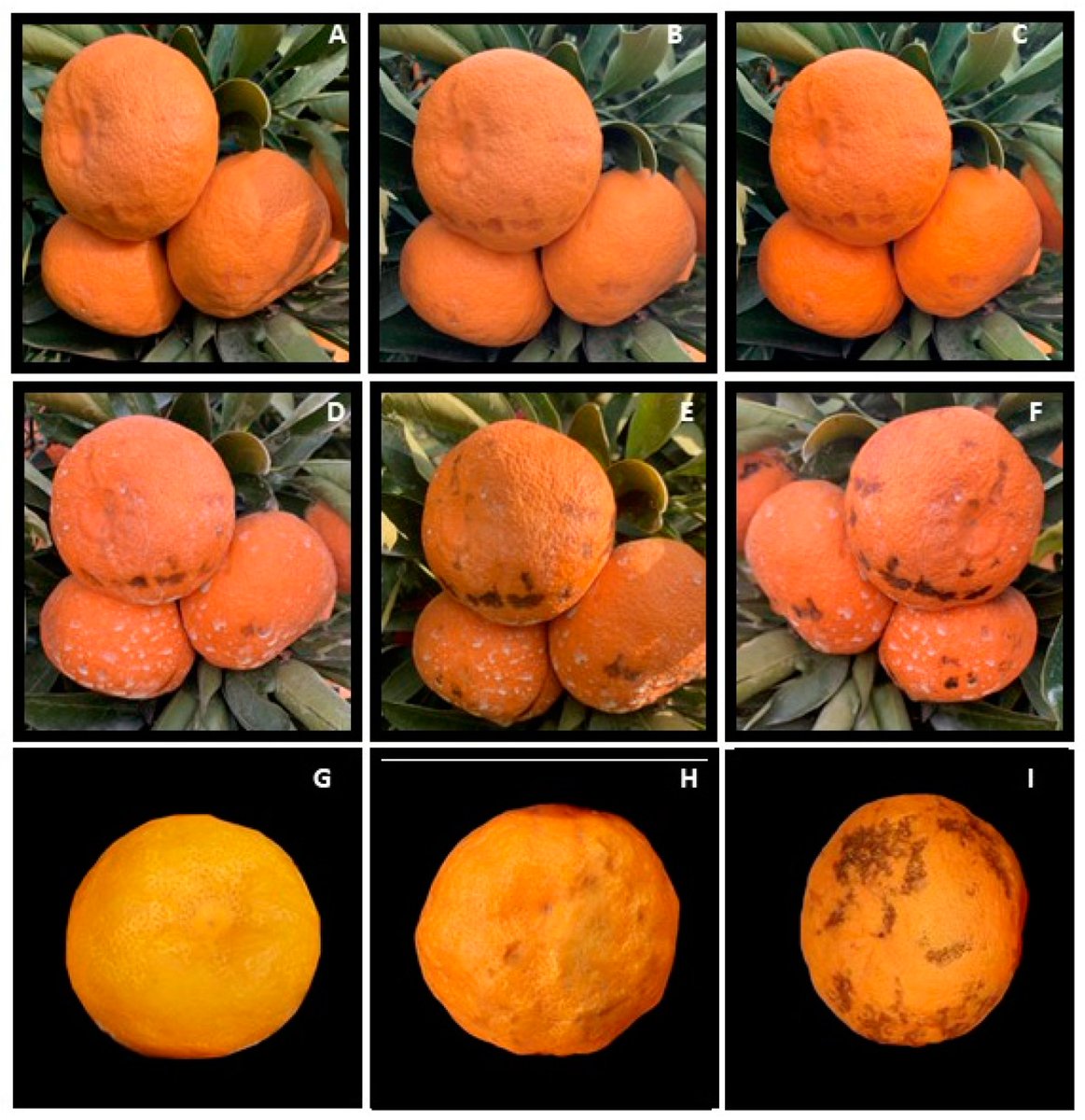 #plants_mdpi #newpublication 'Preharvest Mandarin Rind Disorder: Insights into Varietal Differences and Preharvest Treatments Effects on Postharvest Quality' 👉 Read the full article: brnw.ch/21wIVML