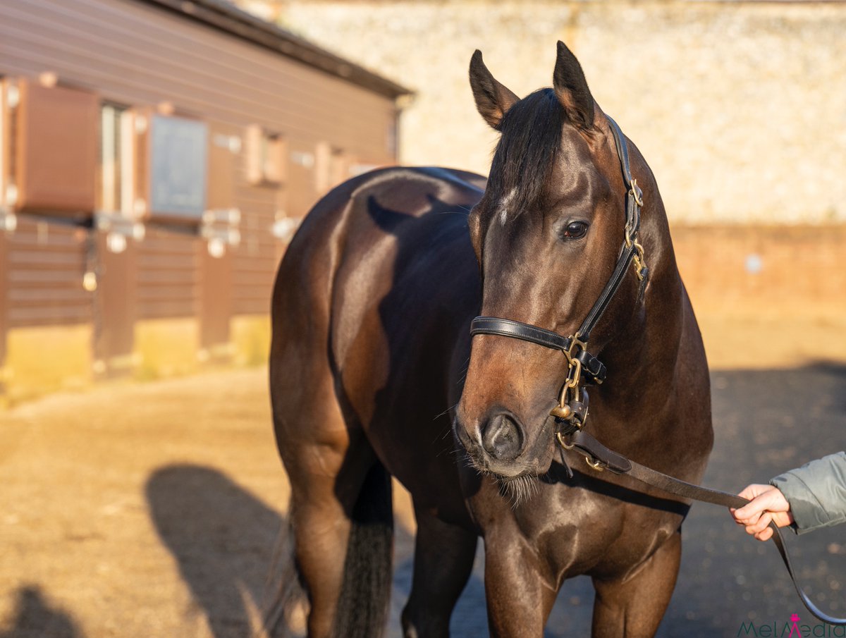 New in the Breeze Up Game, bought for €78,000 and sold for 800,000 gns, gorgeous 'Ronnie' made the team @station__yard very proud #result #breezeup #futurechampion