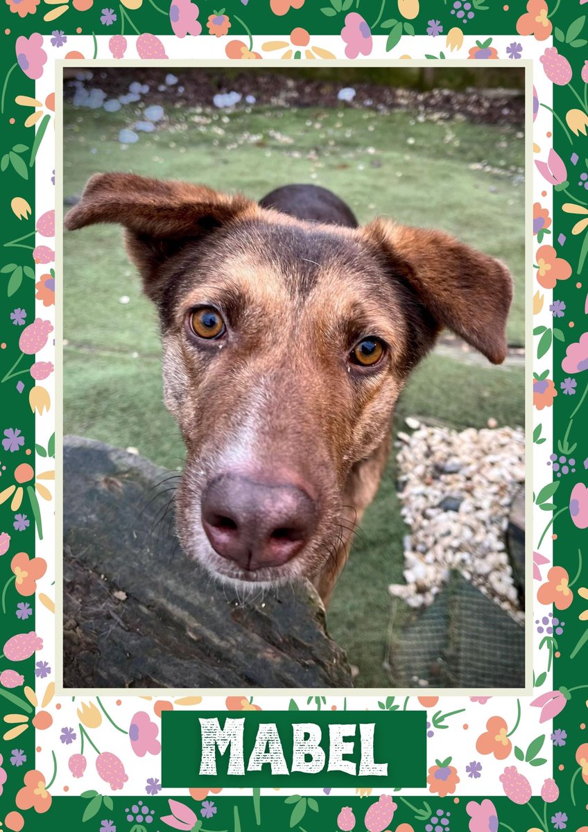 Mabel would like you to retweet her so the people who are searching for their perfect match might just find her 💚🙏 oakwooddogrescue.co.uk/meetthedogs.ht… #teamzay #dogsoftwitter #rescue #rehomehour #adoptdontshop #k9hour #rescuedog #adoptable #dog