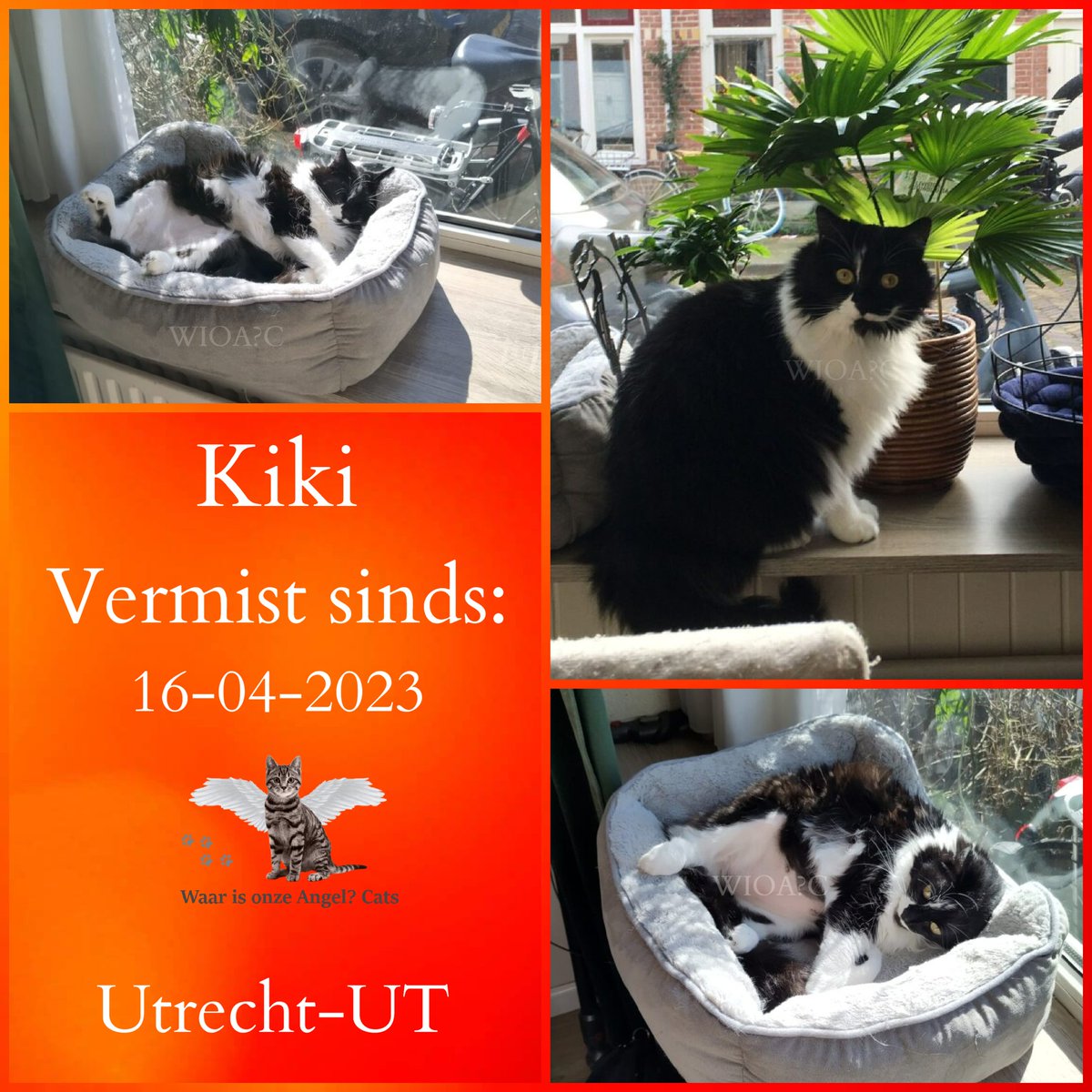 Kiki #Vermist sinds 16-04-2024 te #Utrecht #Nederland 

facebook.com/photo?fbid=728…