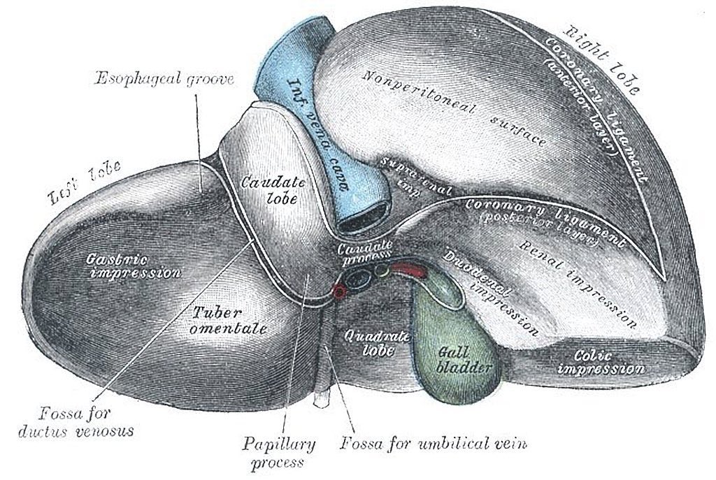 The posteroinferior anatomy of the liver from 1918 edition of Gray's Anatomy by Henry Vandyke Carter #histmed #anatomy #historyofmedicine #pastmedicalhistory