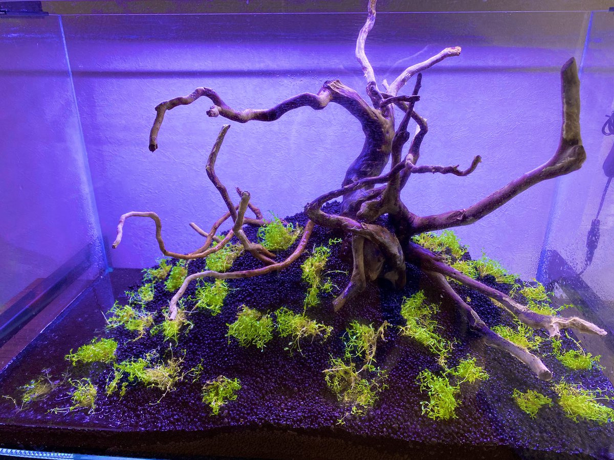 sen9t's tweet photo. 細か過ぎても育たないから雑に植えてみた🥳
ミスト式だから枯れなければ上手く行くはず
#水草　#アクアリウム https://t.co/mvTyVXPL4w
