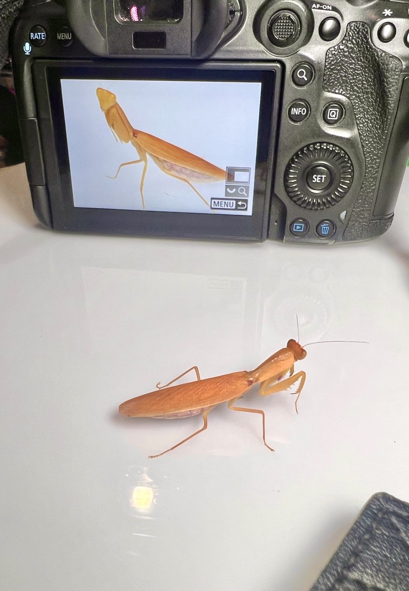 WOW! 🤩 On my constant quest to document the BUGS of the NT, this mantis today is a real showstopper!!!!!!! 💛