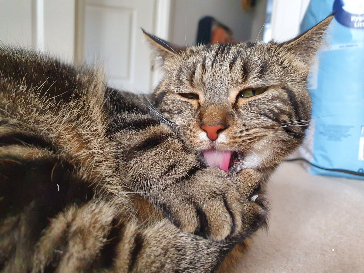 Lola The 3-Legged Cat 🏳️‍🌈👸🇺🇦 tweet media