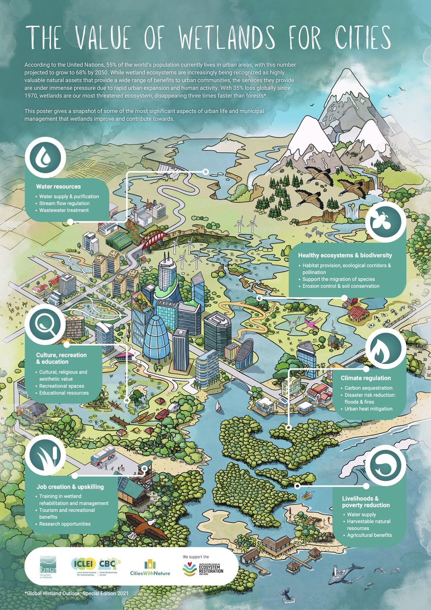 Wetlands are essential for water regulation and waste filtration. They serve as natural barriers against floods and storms, providing crucial protection for urban areas. Remarkably, 40% of the world's plant and animal species rely on wetlands for habitat and breeding! 🦆🌿