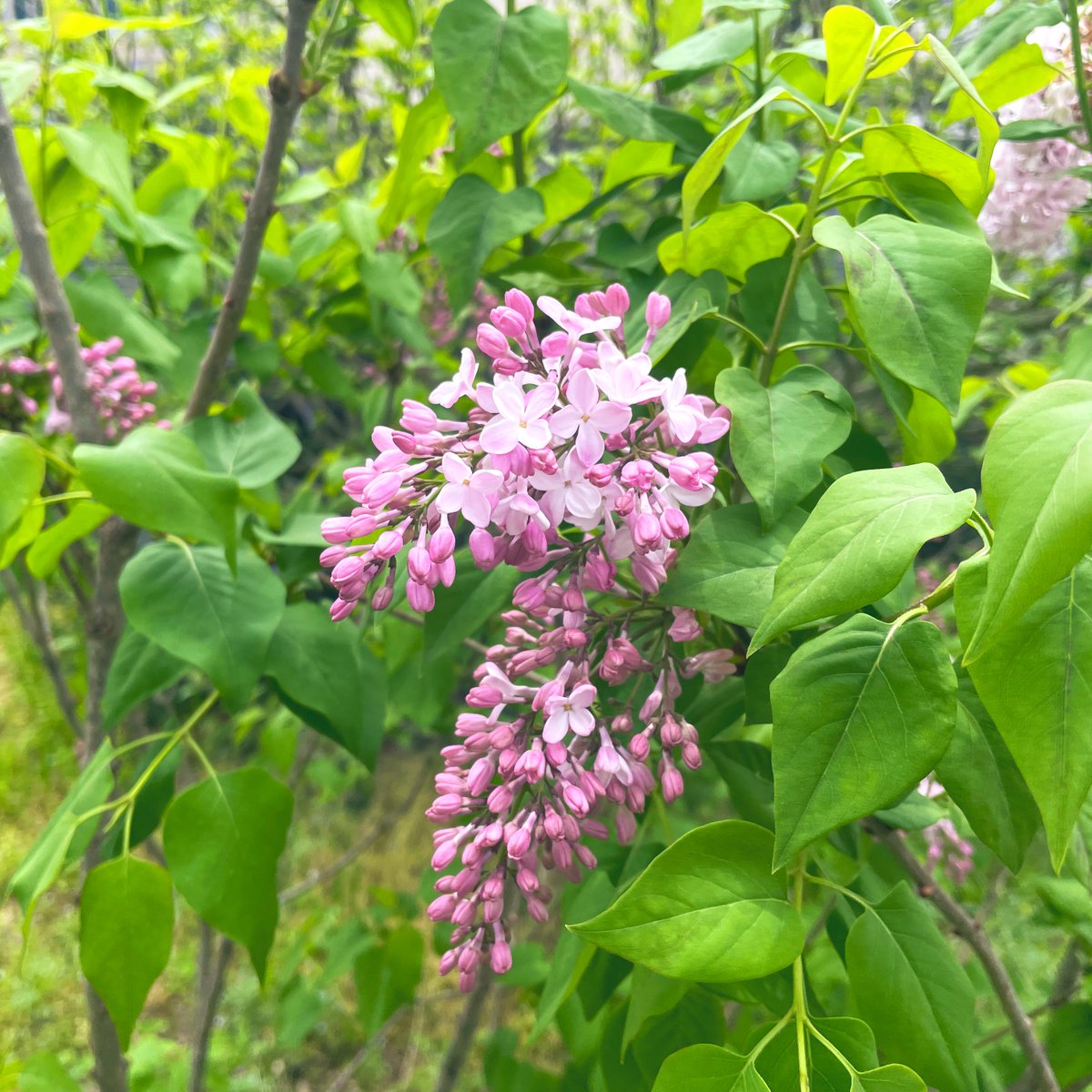 姫ライラックの花が咲き始めた。