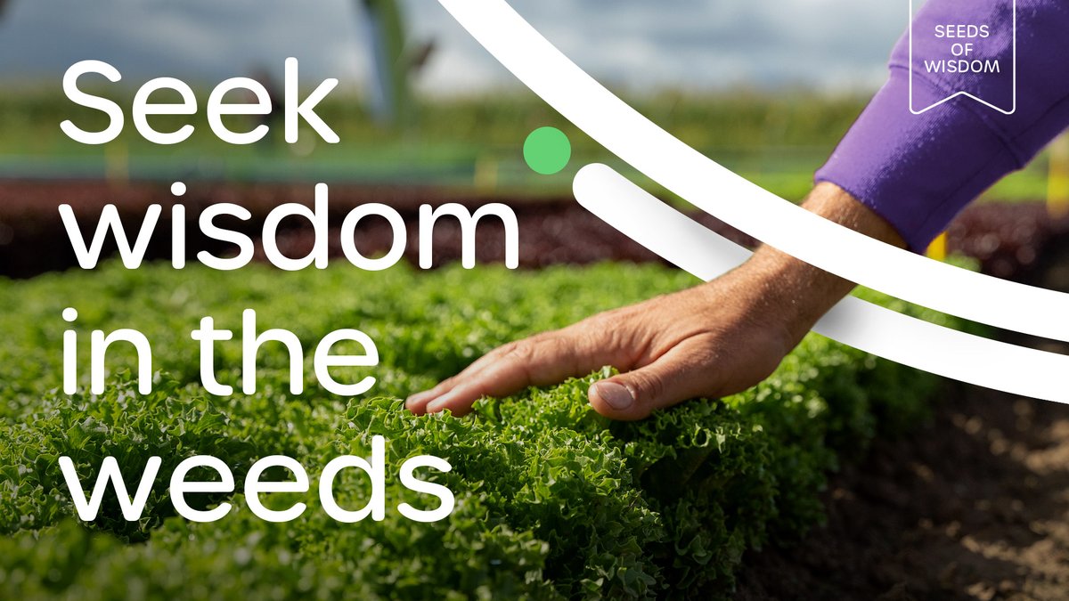 Don't shy away from exploring the less glamorous aspects of your field. Our gene bank holds many wild plants with natural resistance against pests and diseases. Discover how we develop strong vegetable varieties bit.ly/thats-gene-ius… #SeedsOfWisdom #BreedingToFeedTheWorld