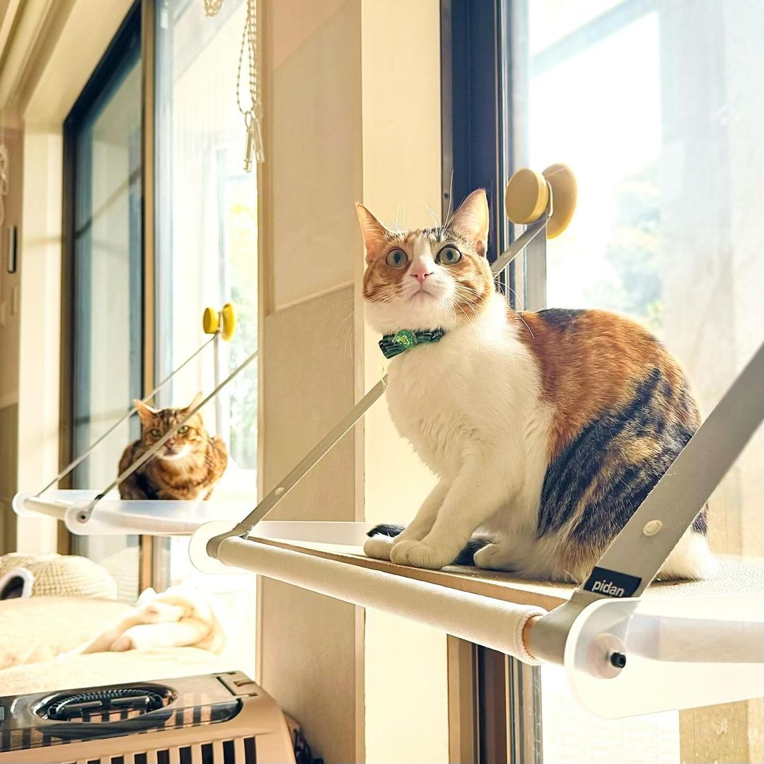 pidan 猫島 キャットタワー これは pidan オフィス内にあるキャットルームです 🐾。私たちは