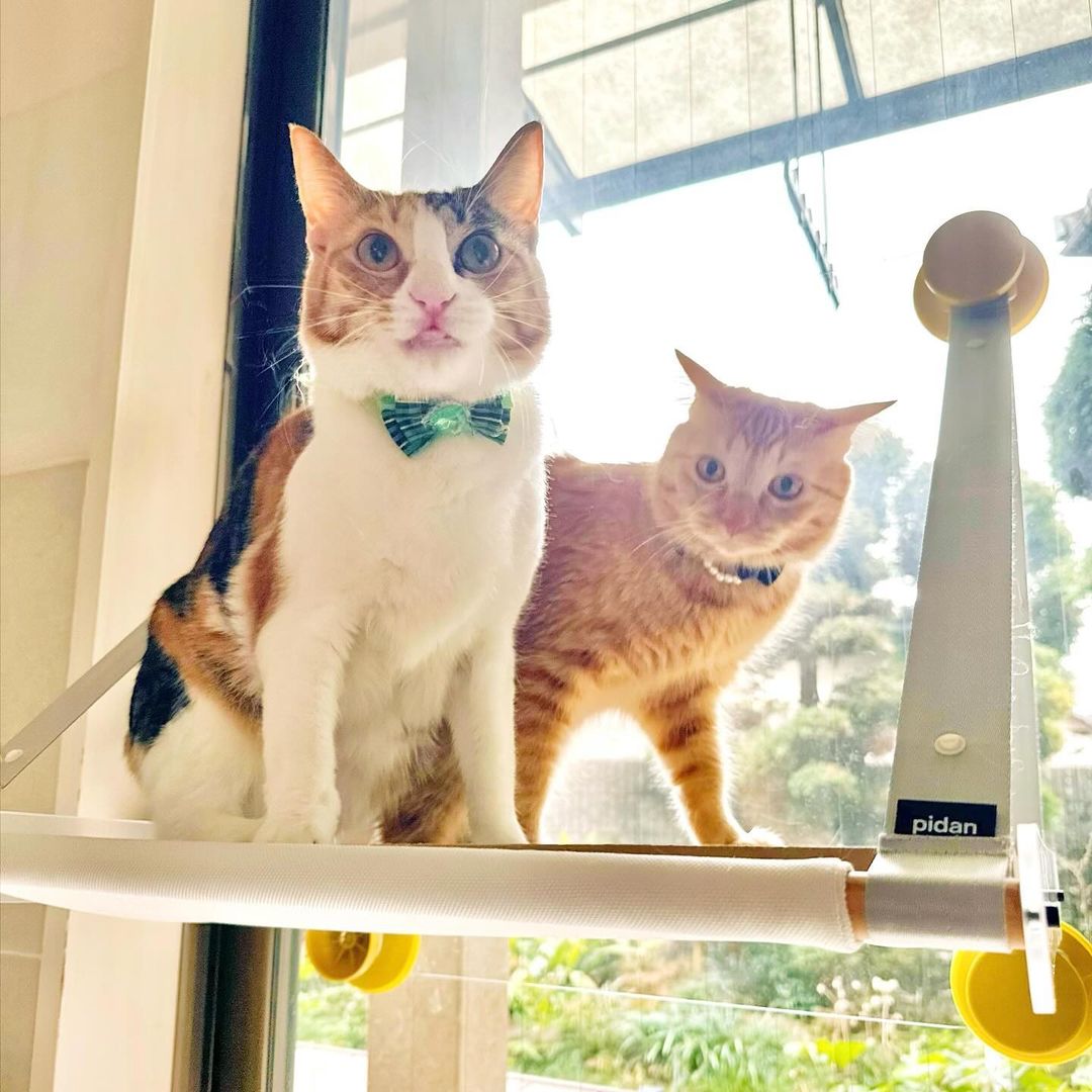 pidan 猫島 キャットタワー