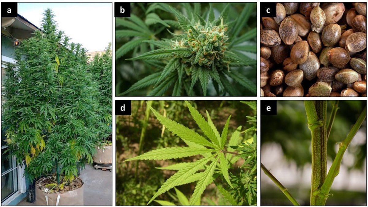 🎉 Exciting news! Check out the highly viewed review paper 'A Comprehensive Review on Cannabis sativa Ethnobotany, Phytochemistry, Molecular Docking and Biological Activities' 👉Link: brnw.ch/21wIVMU #cannabissativa #ethnobotany #chemicalcomposition #moleculardocking