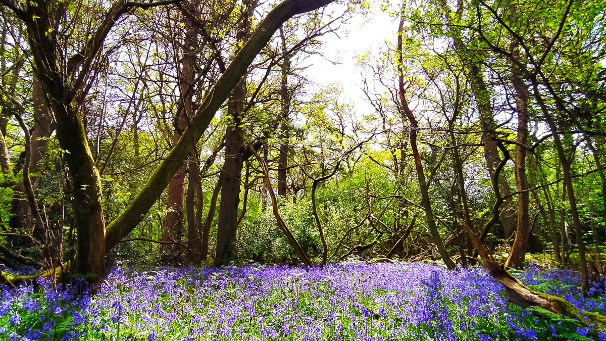 April showers bring out the flowers; five places to see bluebells in Hampshire: 💙Micheldever Woods 💙The Vyne 💙Sloden Inclosure 💙Farley Mount 💙Hinton Ampner visit-hampshire.co.uk/ideas-and-insp… 📷 The Vyne bluebells, credit National Trust Images, Karen Legg