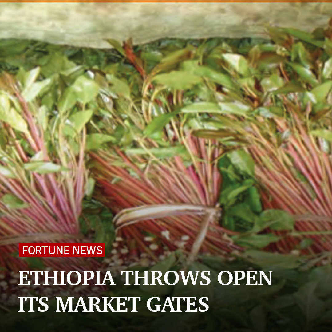 #TradeLiberalisation The directive's enforcement could serve as a litmus test for Ethiopia’s broader global economic ambitions, including its ongoing efforts to join the World Trade Organization (WTO).  #ForeignDirectInvestment #InvestInEthiopia

Read more ow.ly/UiAV50Rgr0Q