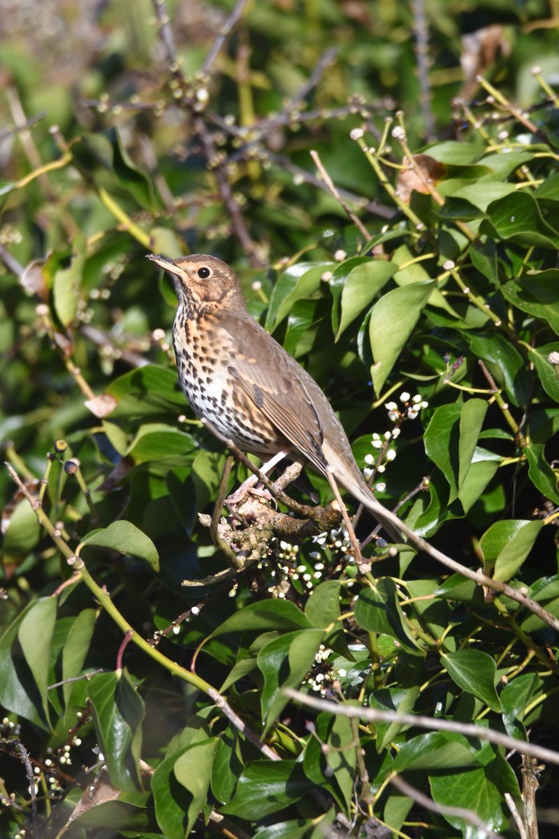 Song Thrush 
Bude Cornwall 〓〓 
#wildlife #nature #lovebude 
#bude #Cornwall #Kernow #wildlifephotography #birdwatching
#BirdsOfTwitter
#TwitterNatureCommunity
#SongThrush