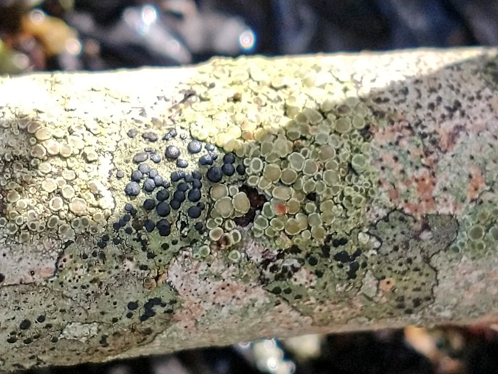 That's one crusty shaft 😳😊 #lichen #lichenology #fungi #macro #nature #wildlife
