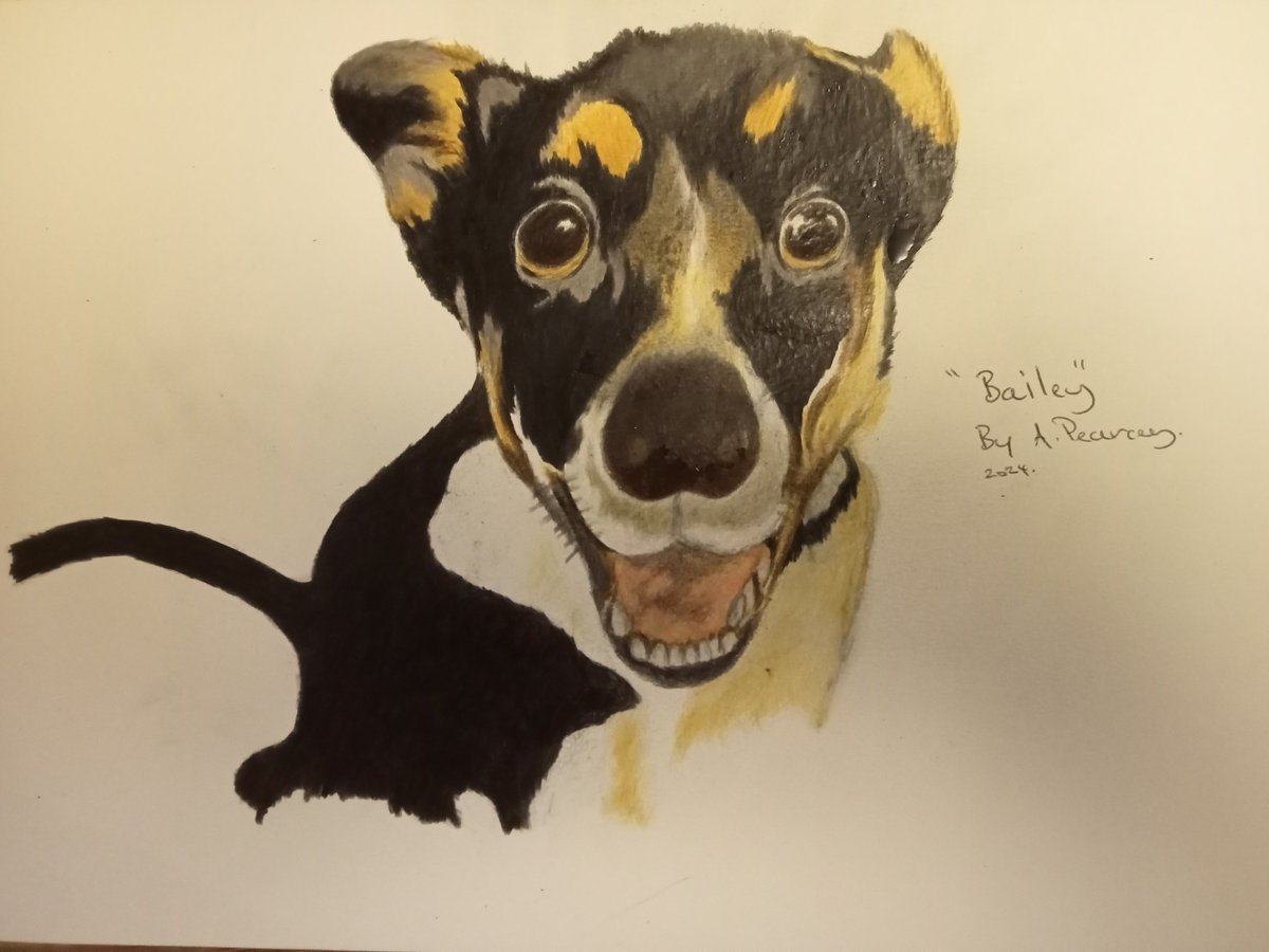 #ARTMOOTS #PORTFOLIODAY #ARTSHARE #SKETCHING #artistonx #drawing #SKETCHBOOK #BLACKBOOK #animalart #colouredpencil New Piece for a family relative. 'Bailey'