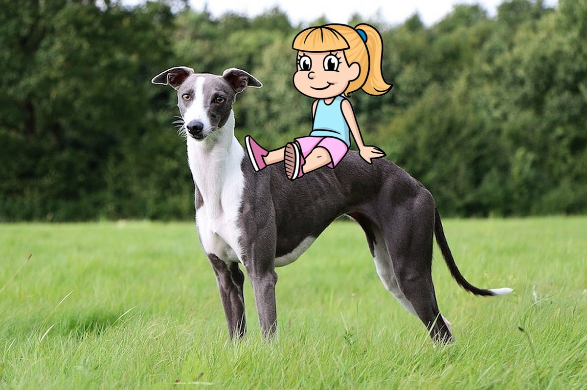 ♪ She's Got A Whippet To Ride ♪ #ASongOrMovieForPetVarieties