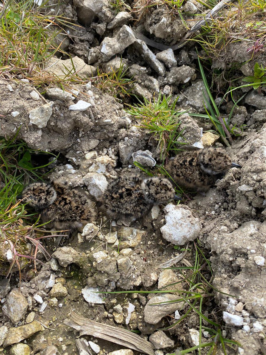 Lapwing update: 2 broods of chicks and three more nests when checked yesterday by @Gameandwildlife