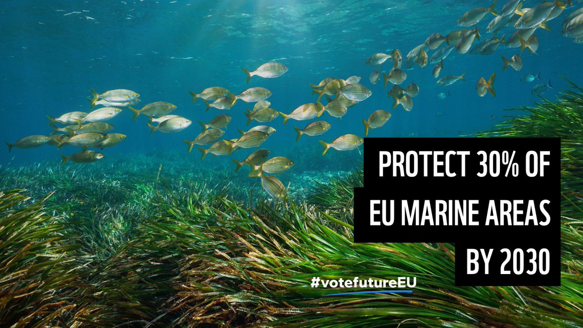 The ocean has been breaking temperature records every day for MORE THAN A YEAR 🌡️ The #EUelections2024 mark a moment for #ClimateAction A 🔑 step? Protect 30% of our seas by 2030 #30by30 This not only helps store carbon! More life below water boosts fisheries & tourism,…