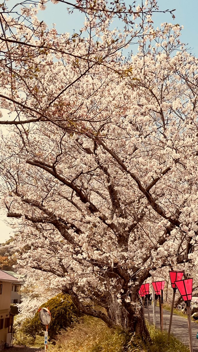 chorochoro45's tweet photo. 今年は金比羅山行けないで終わっちゃったな🌸 https://t.co/aCf4trqHGN