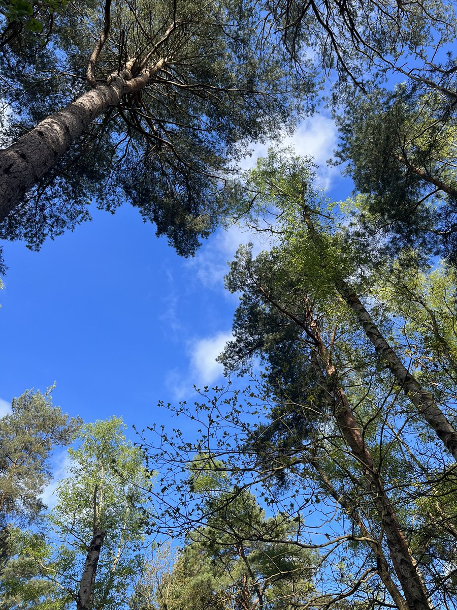 Look up!

It will make you all kinds of happy! 🌤️🌳

#nature #blueskies #hellospring