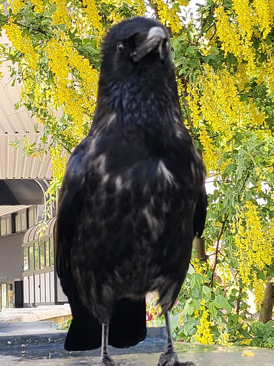 good morning, #crow ! Cold rainy days are over, spring is back Piu von Schönbrunn, World Heritage Crow