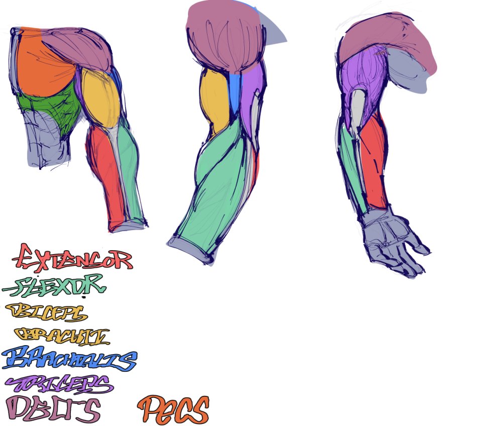 shit attempt at an actual muscle study