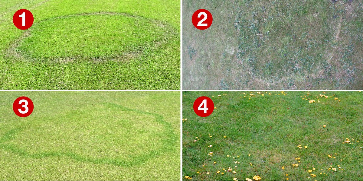 Turfies, time to test your knowledge of Fairy Ring 👇 Wet and warm weather conditions will see more fairy ring appearing. How well do you know your ID of the effects? Which of these is Type 2 fairy ring? Answer on the poll below👇
