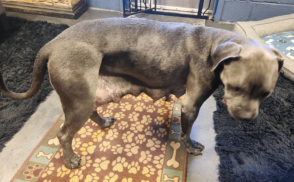 LauraHutch8's tweet image. LOOK: This beautiful mama dog was left abandoned - separated from her puppies in #Wolcott. Know anything about who may be responsible? She's a nursing mom and the ordeal may take a terrible physical and mental toll. We're following it on @WTNH