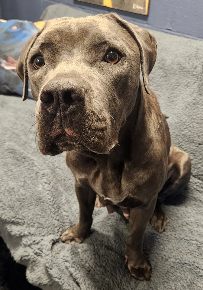 LauraHutch8's tweet image. LOOK: This beautiful mama dog was left abandoned - separated from her puppies in #Wolcott. Know anything about who may be responsible? She's a nursing mom and the ordeal may take a terrible physical and mental toll. We're following it on @WTNH