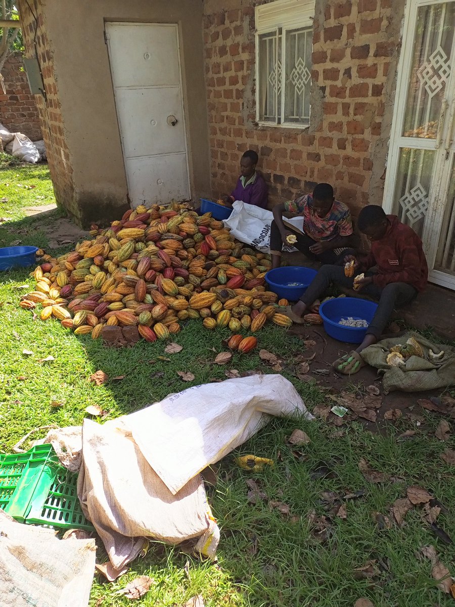 The gift that keeps on giving: another record harvest; 1,298kg of organic cocoa pods, which should produce around 97kg of fermented and dried beans. 😊
#organic #Cocoa #Uganda
