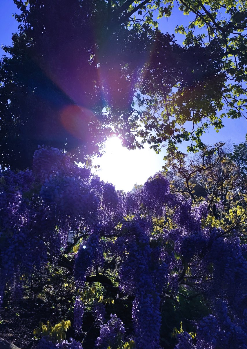 🌟 Hello! I've just snapped a pic in my garden and wanted to share it with you, along with a thought. We're all part of this vast world, nurturing a sense of global citizenship alongside our unique identities. 🌍 While we celebrate our individualities and respect cultural