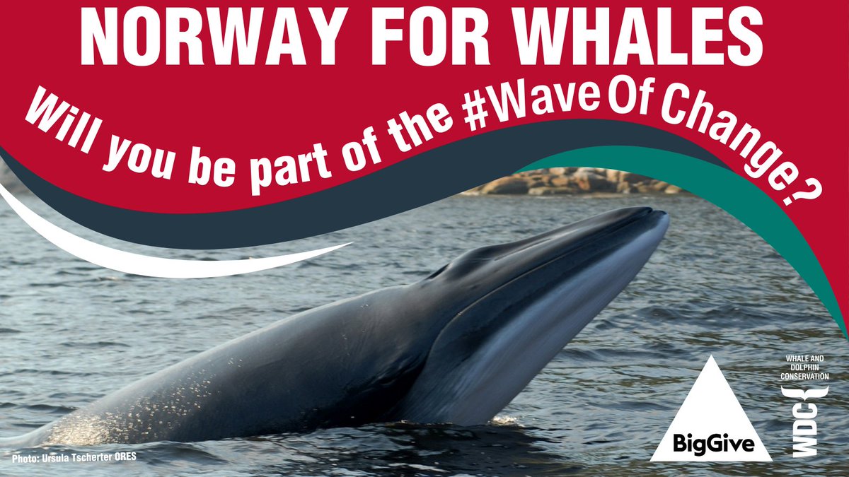 It's @BigGive time & @whalesorg is taking part right now! Any donation made from Thursday 18 - Thursday 25 April will be doubled 👉 tinyurl.com/4psb5wdy Funds raised will be used to inspire and support people in Norway to end whaling. #WaveOfChange | #Endringsbølge