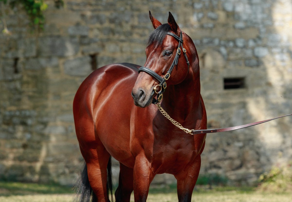 ✨ The first sale results of @Tattersalls1766 Breeze Up Sale confirm the very positive impressions of trainers of the first juveniles by #HelloYoumzain! Among them, @YeomanstownStud presented lot 116, a colt acquired for 220,000gns by @meg_nicholls97 & @cbhills 🙌