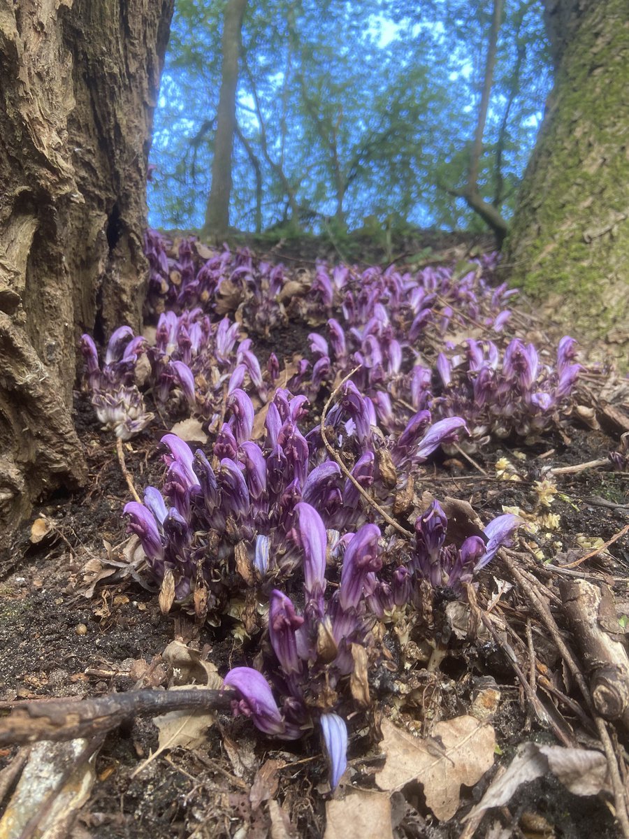 Finest purple toothwort selfie on Twitter today, I’ll wager.