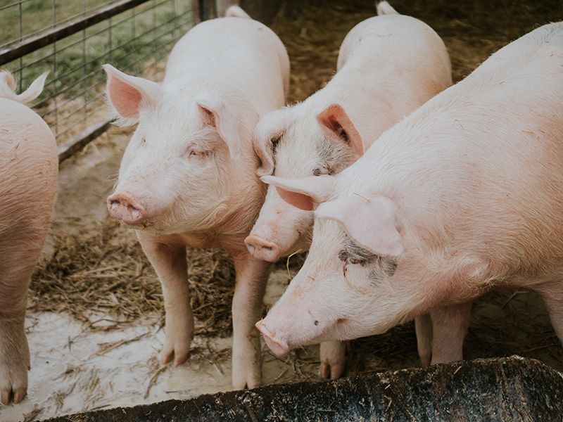 #Tiere #Tierseuchen #ASP: Die Afrikanische Schweinepest breitet sich in Europa weiter aus und könnte auch die Schweiz erreichen. Die sichere Entsorgung von Schweine- und Wildschweinfleisch, schützt den Schweinebestand in der Schweiz. #BLV buff.ly/49G89k2