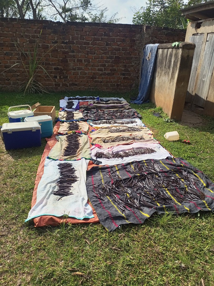 We sold our latest batch of cured organic vanilla, with a vanillin content of over 3%, which means the quality is very good.
The cloud to this silver lining is that the price is still in the doldrums, at around 25USD per kg 😕
#organic #vanilla #Uganda
