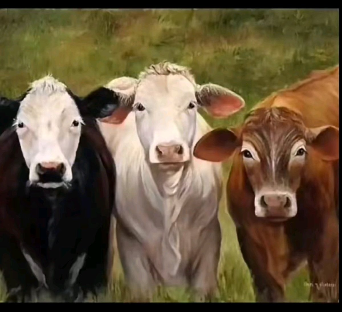 صوره مسربه ل بعض الافرقه #البقرات_الثلاث