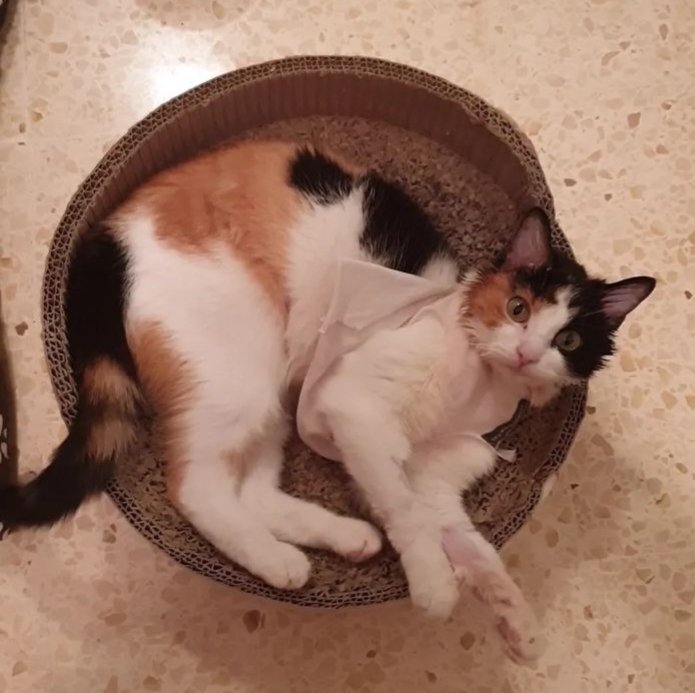 up_person's tweet image. 🙏🆘💕😿 #Leia una gateta súper buena, cariñosa y muy bonicota. Un AMOR 😽🩵, busca #AcogidaUrgente o mejor, una familia para toda la vida 🙏🏡😽💙. Está en #Pons #Lleida 🙏😽💕#AdoptaUnGato #XarxaCatalunyaAdopcions #XarxaBarcelonaAdopcions   Contacto @___Nurs___