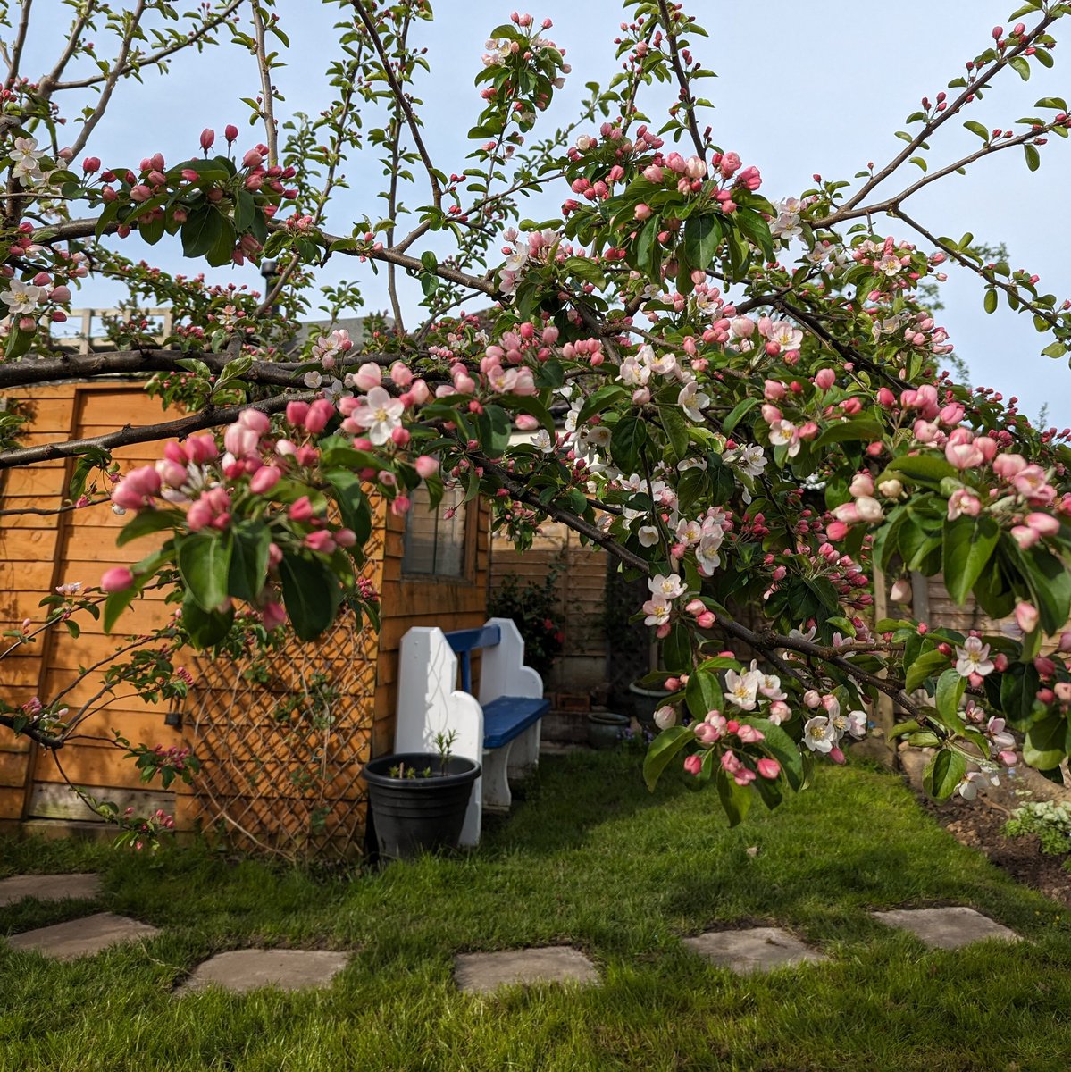 The apple blossom is out in the garden 🙂🍏🌸 #april #spring