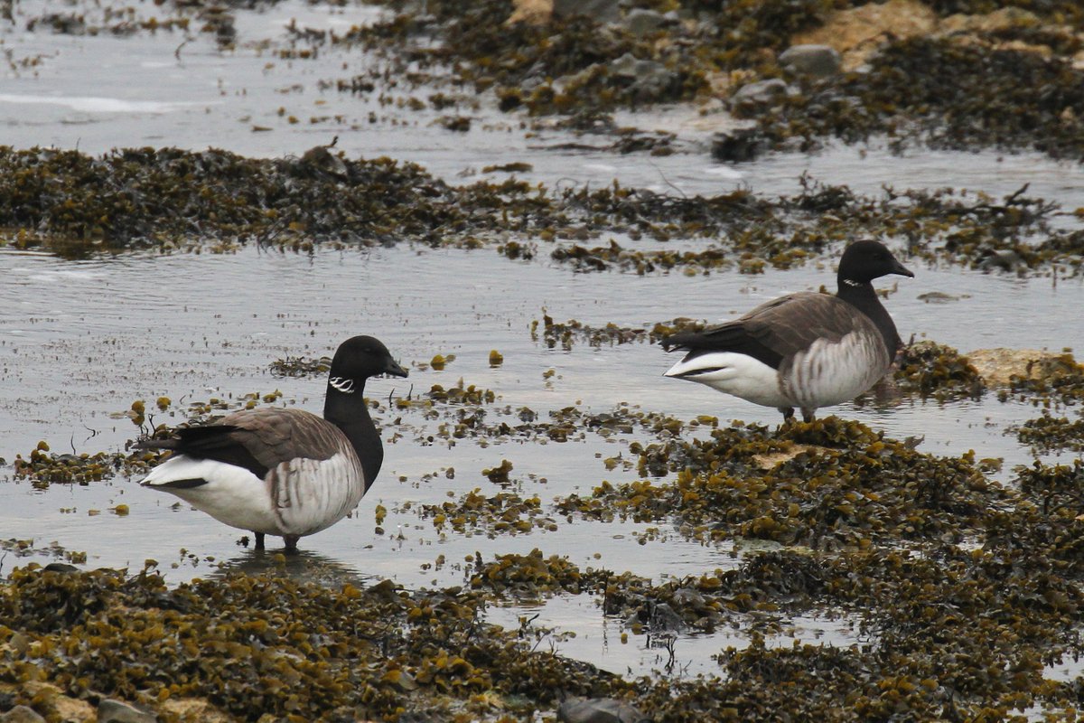 Brent Geese are quite a scarce sight on Rathlin, especially in spring. Our last sighting was on 31st December, so these two in Church Bay yesterday were our first of 2024. Two Whimbrels were also on the shore yesterday, and two Common Sandpipers had dropped in by this morning