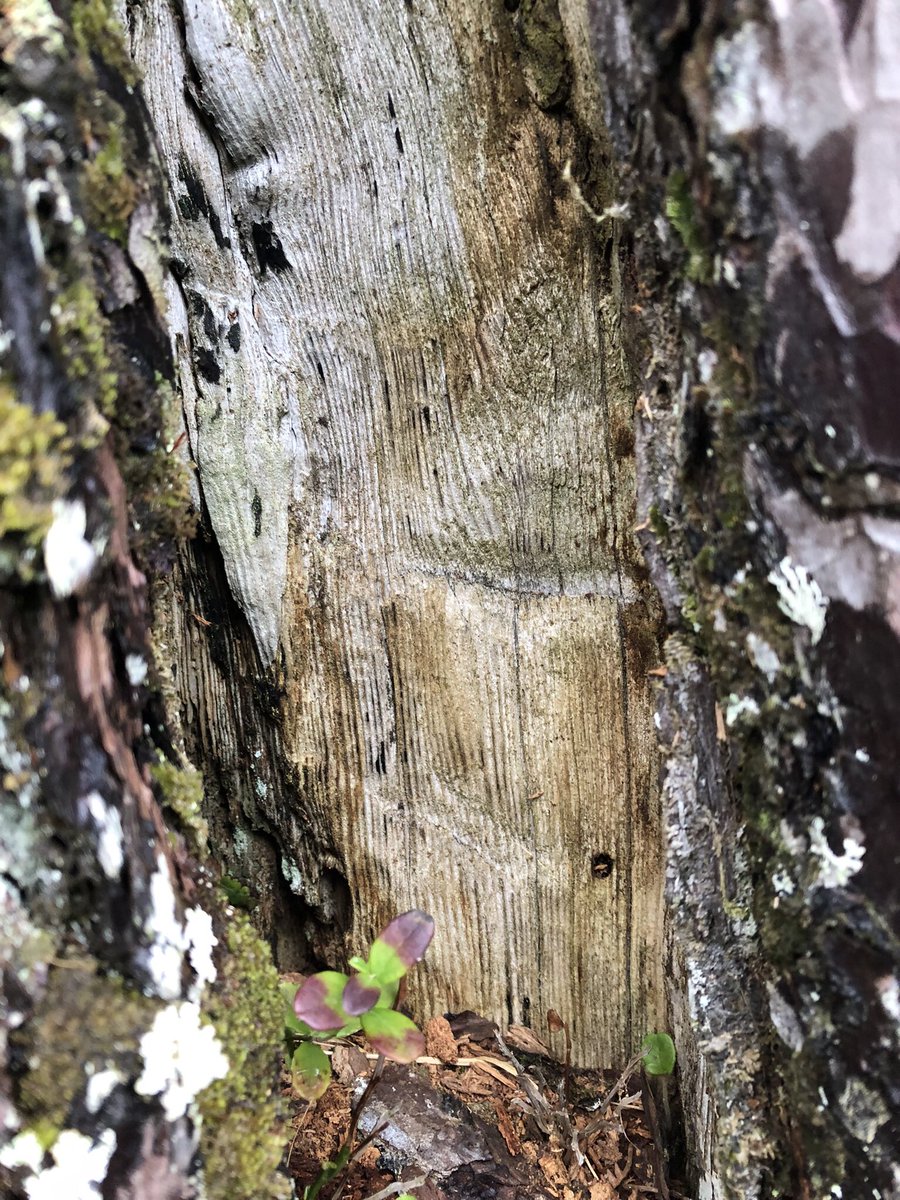 Delighted to be working with @treesforlifeuk on the Wild Pine Project. This week we took samples to work out tree ages in this previously unrecorded West Highland site. One tree even had axe marks where ‘fir candle’ tapers had been taken long ago. #dendrochronology #rewilding