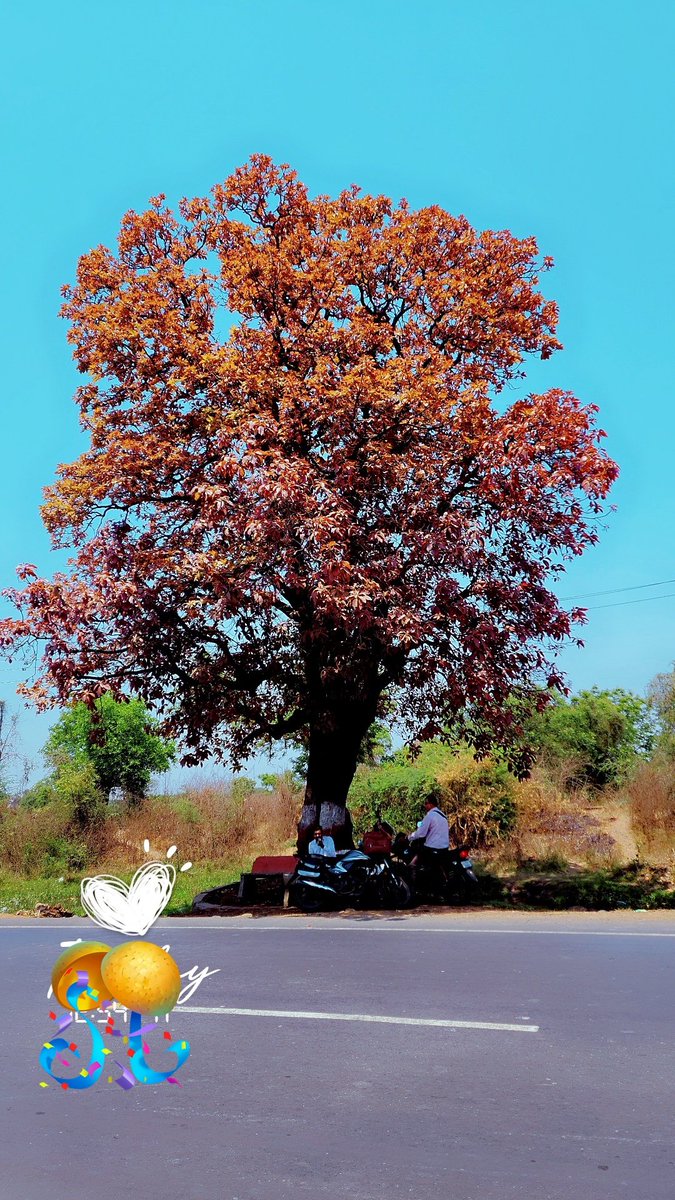 વૃક્ષ એકજ સેંકડો જીવનું જતન કરતું...🏵️🍂
સેંકડો જીવથી જતન એક વૃક્ષનું ના થતું..!🤯🌳🥵
#savetheplanet #savetrees #savehasdev #savenature