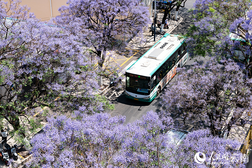VoiceofPD's tweet image. #SpringinChina
Blooming jacaranda trees turn road in SW China's Kunming into wonderland
#Yunnan #flowers 
More pics: en.people.cn/n3/2024/0418/c…