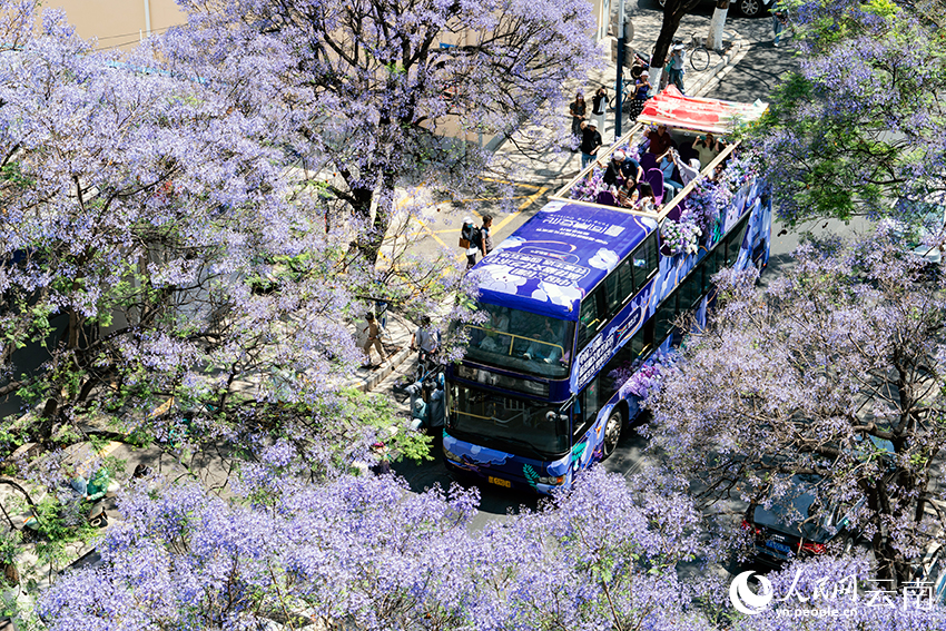 VoiceofPD's tweet image. #SpringinChina
Blooming jacaranda trees turn road in SW China's Kunming into wonderland
#Yunnan #flowers 
More pics: en.people.cn/n3/2024/0418/c…