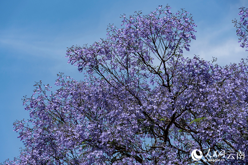VoiceofPD's tweet image. #SpringinChina
Blooming jacaranda trees turn road in SW China's Kunming into wonderland
#Yunnan #flowers 
More pics: en.people.cn/n3/2024/0418/c…