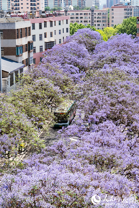 VoiceofPD's tweet image. #SpringinChina
Blooming jacaranda trees turn road in SW China's Kunming into wonderland
#Yunnan #flowers 
More pics: en.people.cn/n3/2024/0418/c…