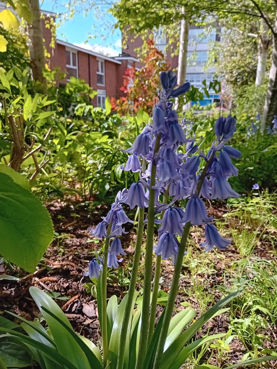 NicholasRWhite's tweet photo. Bluebells ! And lots of them, too💙 Coming out in the hospice garden at St Christopher's @StChrisHospice to the delight of everyone🌞 https://t.co/L0itsfXWfd