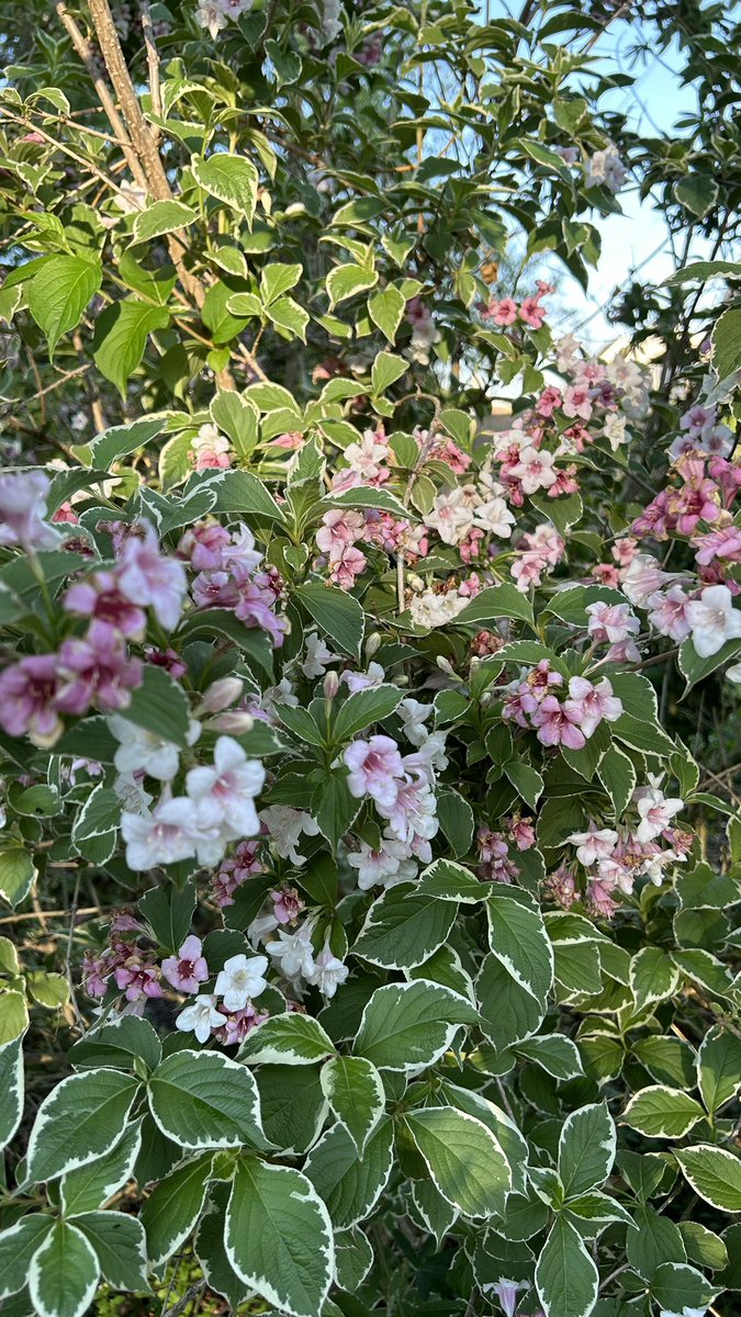 My variegated Weigela is now over six foot tall and absolutely covered in beautiful flowers. I love it. 😍 #Flowers #Gardening #Plants #FlowerPhotography #FlowerGardening #Weigela #Spring